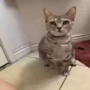 lost female cat precious