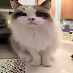 lost male cat mr. fitz