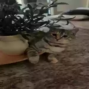 lost female cat hazel