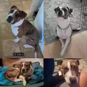lost male dog tigger