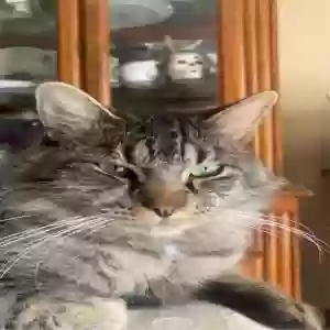 lost male cat jeffrey