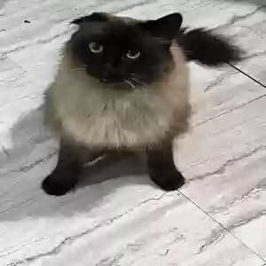 lost male cat tommy