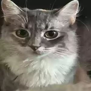 lost female cat mazzy