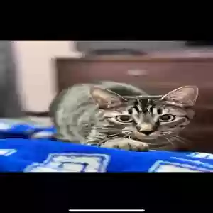 lost male cat bubbles