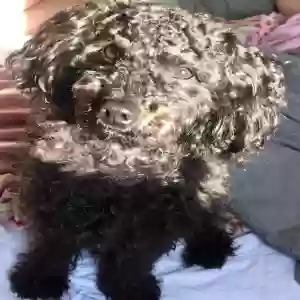 lost male dog oreo