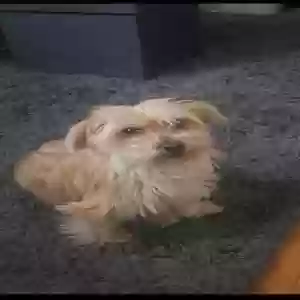 lost female dog molly