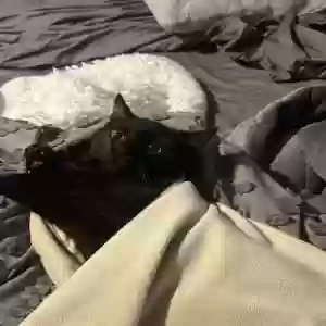 lost female cat dinah