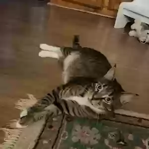 lost male cat barry