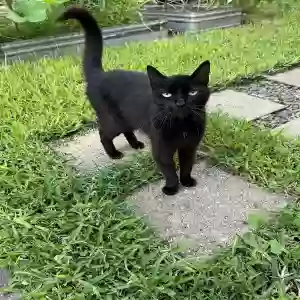 lost female cat unknown