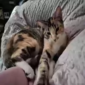 lost female cat callie jo