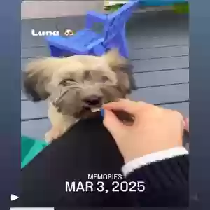 lost female dog luna