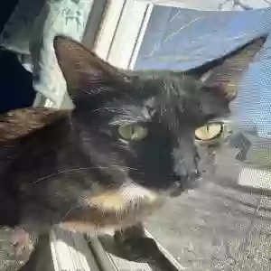 lost female cat moonlight