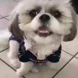 lost female dog lala