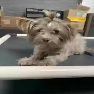 lost male dog jagger
