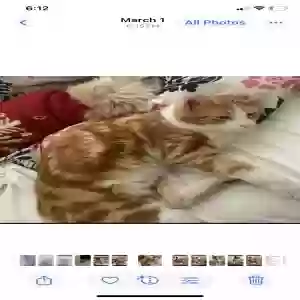 lost male cat milo