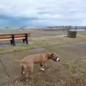 found male dog unknown