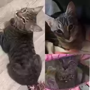 lost male cat leo