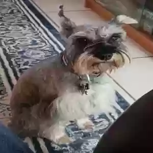 lost female dog pepper