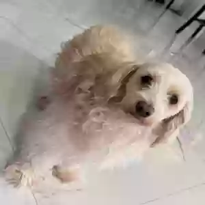 lost female dog chamila