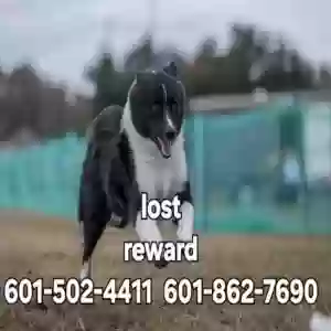 lost male dog perun