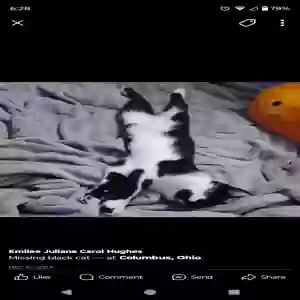 lost female cat unknown