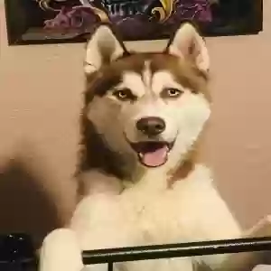 lost male dog benz