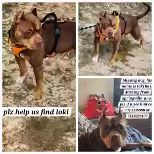 lost male dog loki