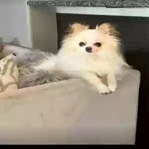 lost male dog frankie