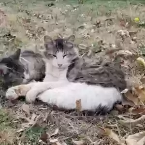 lost male cat big uncle