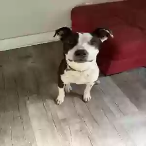 lost male dog bubba