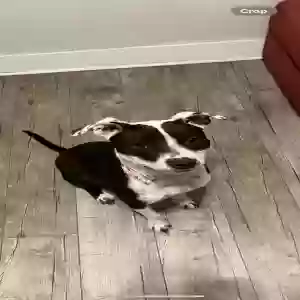 lost female dog unknown