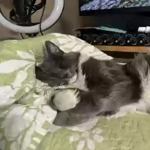 lost female cat rainbow