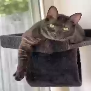 lost male cat maverick