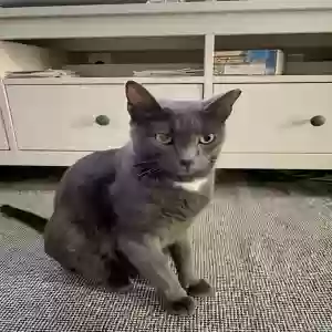 lost male cat smokey