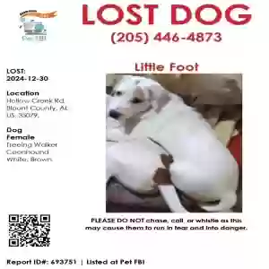lost female dog little foot