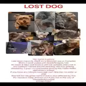 lost female dog penny