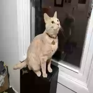 lost male cat newt