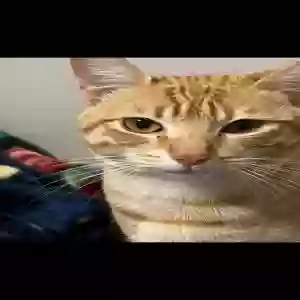 lost male cat unknown