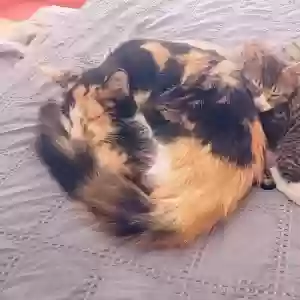 lost female cat mama