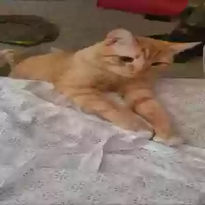 lost male cat duckworth