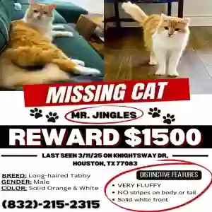 lost male cat mr jingles
