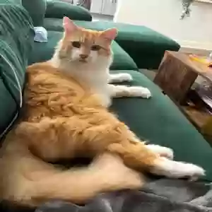 lost male cat mr jingles