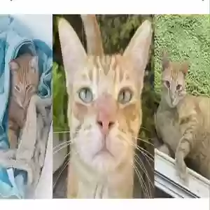 lost male cat tig