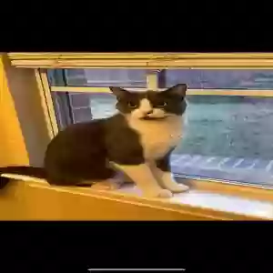 lost male cat unknown