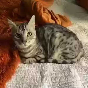 lost male cat reginald