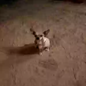 lost female dog sara