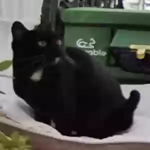 lost male cat busy