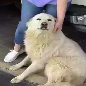 found female dog unknown