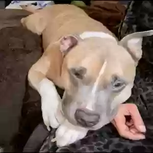 lost male dog titus