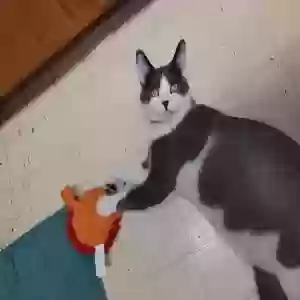 lost male cat storm